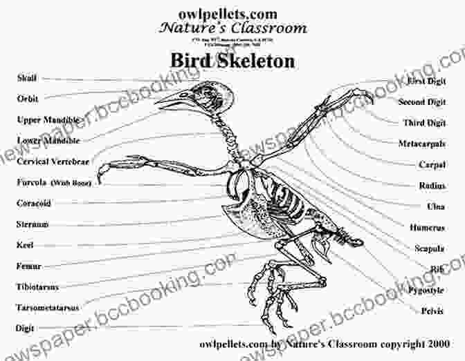 A Detailed Diagram Of A Bird Skeleton, Perfect For Educational Purposes. Bird Skeletons: Copyright Free Images For Artists Designers