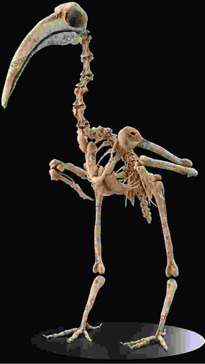 A Detailed Image Of A Bird Skeleton, Showcasing The Intricate Connections Between Its Bones. Bird Skeletons: Copyright Free Images For Artists Designers