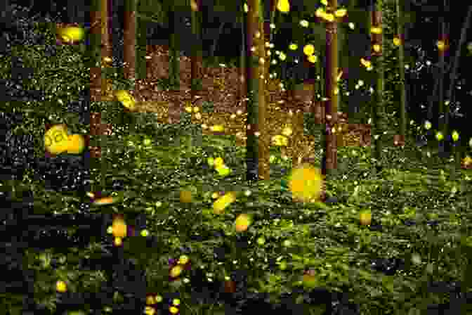 A Field Ablaze With The Twinkling Lights Of Fireflies What The Fireflies Knew: A Novel