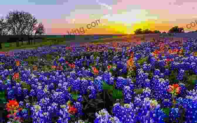 A Field Of Bluebonnets In Texas Bluebonnets To Pyramids: A Year In Egypt