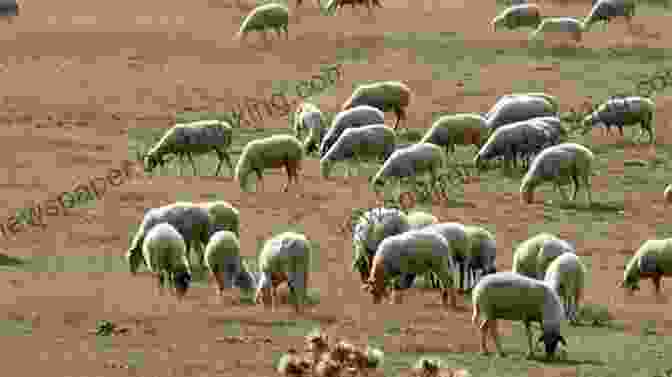 A Flock Of Sheep Grazing In A Pasture The How Of Raising Sheep : Complete Guide On How To Successfully Manage A Flock With Practical Instructions