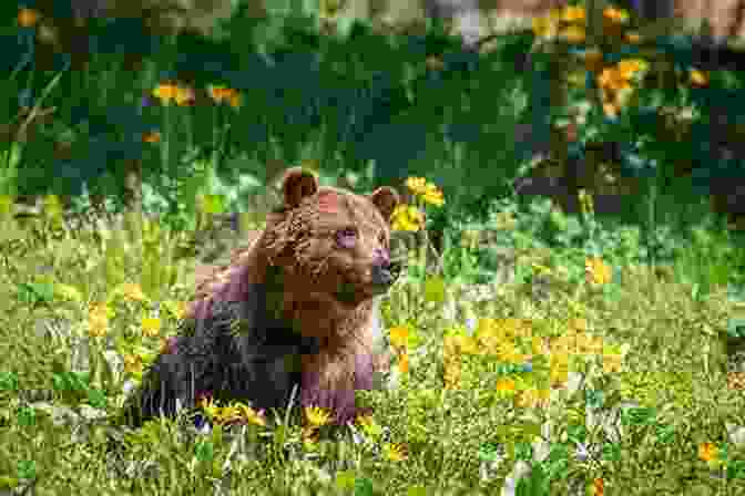 A Grizzly Bear Standing In A Field Of Wildflowers Bears: The Mighty Grizzlies Of The West