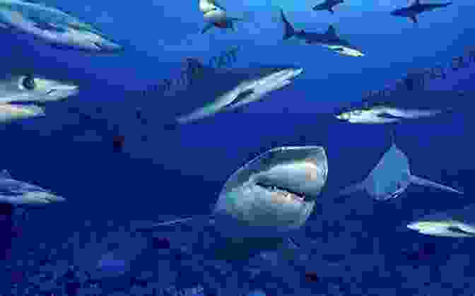 A Group Of Sharks Swimming In The Ocean. Funny And Interesting Things About Shark: Cute Image And Informations About Shark For Kids To Learn