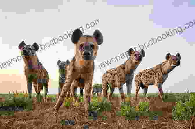 A Group Of Spotted Hyenas Gathered In The African Savanna African Animals Spotted Hyena Grades PK 1