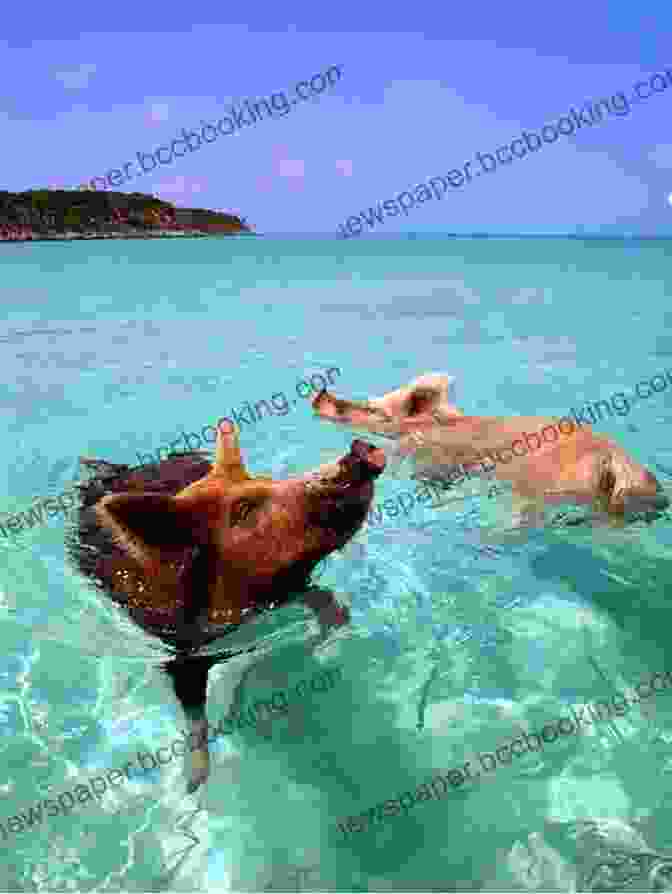 A Group Of Swimming Pigs In The Crystal Clear Waters Of The Bahamas. Pigs Of Paradise: The Story Of The World Famous Swimming Pigs
