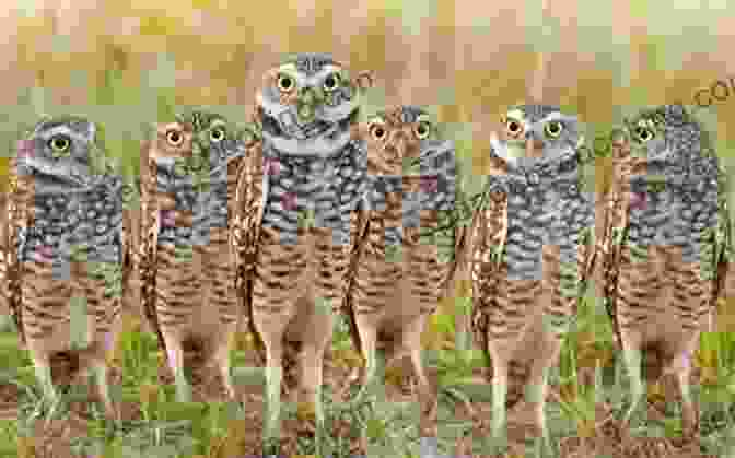 A Group Of Varied Owls Fly In Formation Over A Starry Sky. The Outcast (Guardians Of Ga Hoole #8)