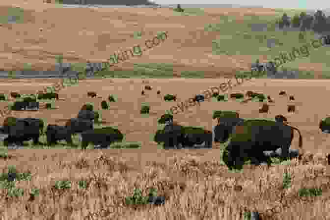 A Herd Of Bison Roaming Through A Vast Landscape, Their Majestic Presence Dominating The Scene. Where The Buffalo Roam: Bison In America (Smithsonian)