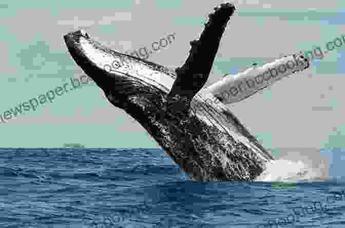 A Humpback Whale Breaching The Ocean's Surface, Oregon Moon Coastal Oregon (Travel Guide)