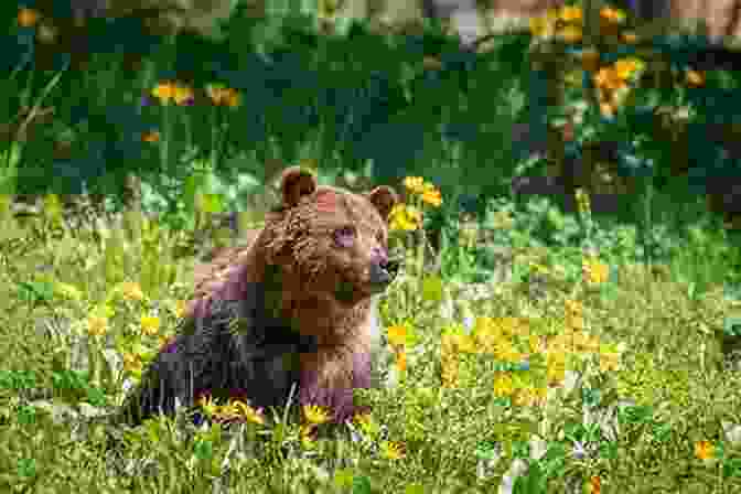 A Majestic Grizzly Bear Standing Tall In A Field Of Wildflowers In The Land Of Wilderness: The Writings Of Marty Meierotto