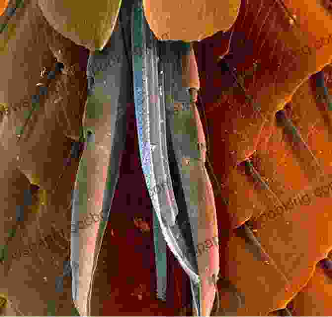 A Microscopic Image Of A Flea, Revealing The Serrated Mouthparts That Spread The Bubonic Plague The Silken Thread: Five Insects And Their Impacts On Human History
