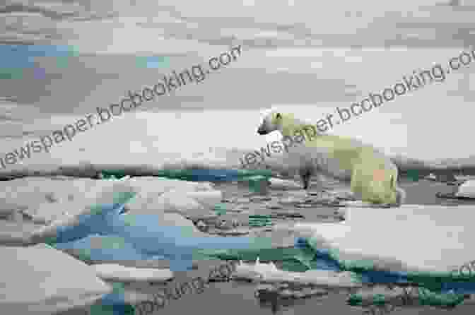 A Polar Bear Stands On An Ice Floe In The Arctic. The North West Passage V1: Being The Record Of A Voyage Of Exploration Of The Ship Gjoa 1903 1907 (1908)