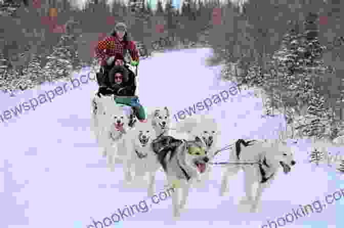 A Team Of Sled Dogs Running Through A Snowy Forest. Beyond Ophir: Confessions Of An Iditarod Musher An Alaska Odyssey
