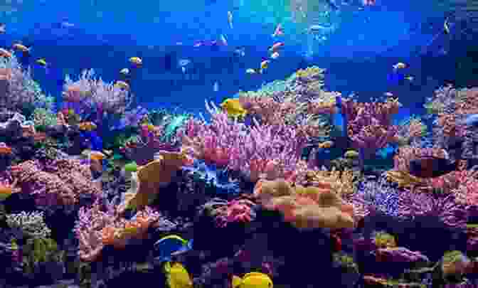A Vibrant Underwater Scene Showcasing The Colorful Coral Gardens And Diverse Marine Life Of The Great Barrier Reef Counter Tourism: A Pocketbook: 50 Odd Things To Do In A Heritage Site