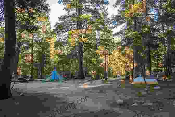Campers Pitch Their Tents Under A Canopy Of Pine Trees At Tuolumne Meadows Campground In Yosemite National Park. The Great Outdoors: The Wilderness Of California: My First Summer In The Sierra Picturesque California The Mountains Of California The Yosemite Our National Parks