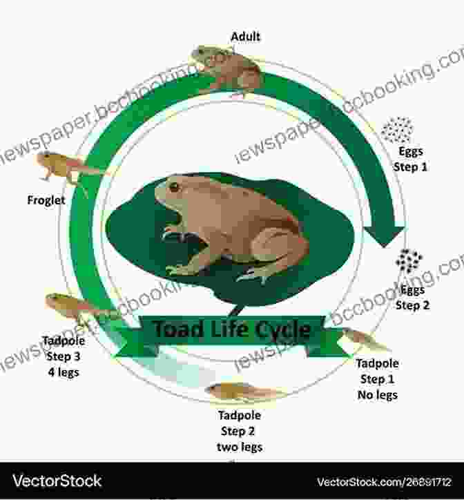 Children Examining A Toad Model Amazing Amphibians: 30 Activities And Observations For Exploring Frogs Toads Salamanders And More (Young Naturalists 6)