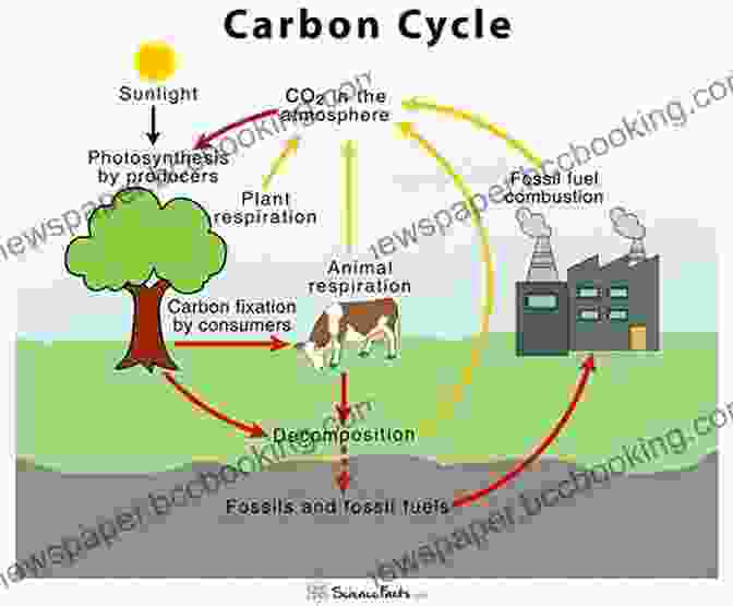 Diagram Of The Carbon Cycle The Carbon Cycle: Crossing The Great Divide