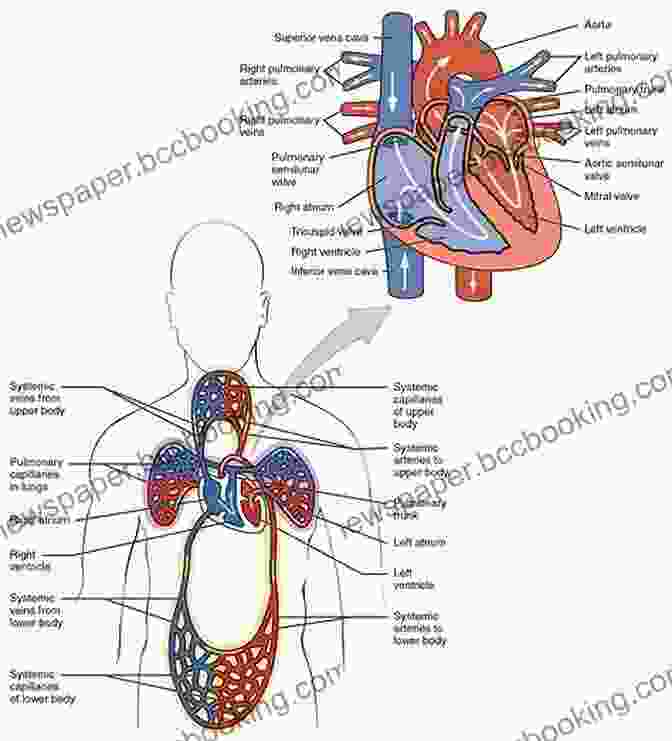Diagram Of The Human Cardiovascular System With Heart, Blood Vessels, And Blood Flow An Introductory Guide To Anatomy Physiology