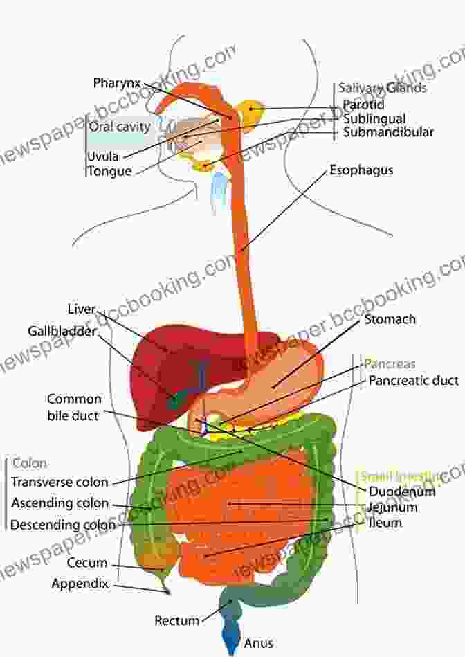 Diagram Of The Human Digestive System With Labeled Organs And Digestive Tract An Introductory Guide To Anatomy Physiology