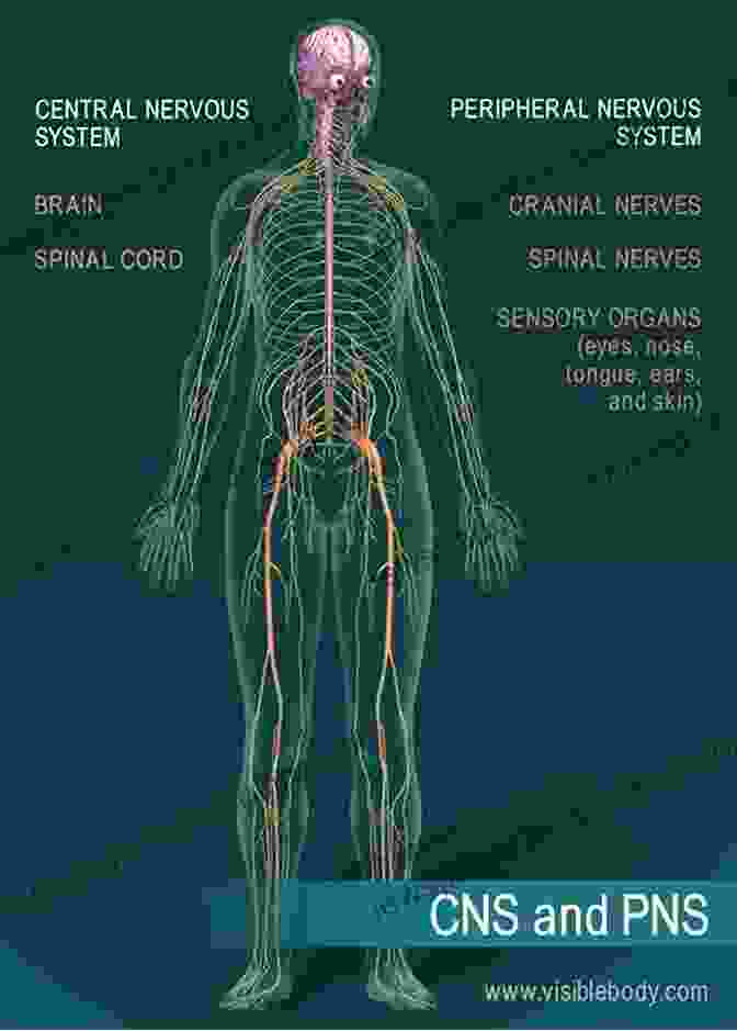 Diagram Of The Human Nervous System With Brain, Spinal Cord, And Nerves An Introductory Guide To Anatomy Physiology