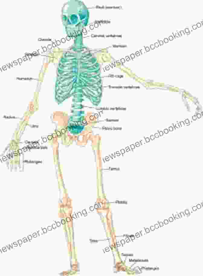 Diagram Of The Human Skeletal System Showing Bones, Joints, And Muscles An Introductory Guide To Anatomy Physiology