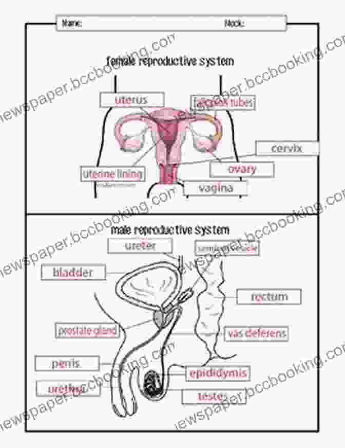 Diagrams Of The Human Male And Female Reproductive Systems An Introductory Guide To Anatomy Physiology