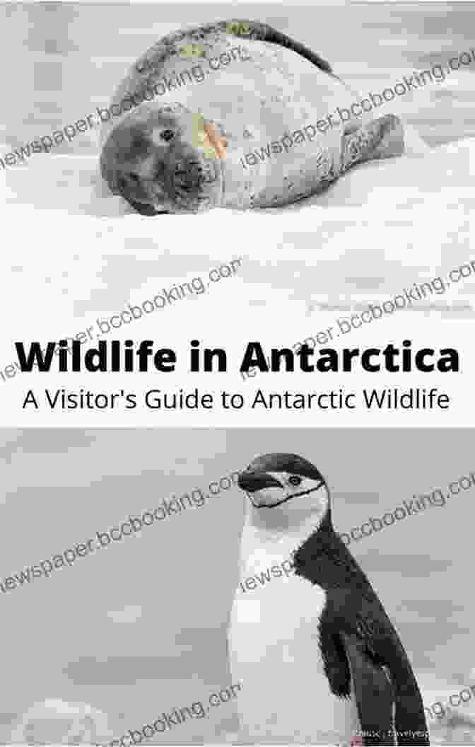 Diverse Wildlife In Antarctica Naturalists At The Polar Regions Antarctica