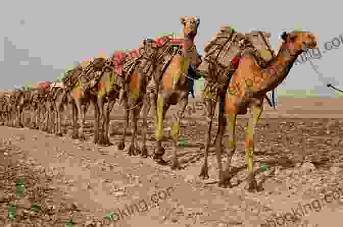 Herd Of Camels Crossing A Dry Riverbed BACK TO MOGADISHU: Memoirs Of A Somali Herder