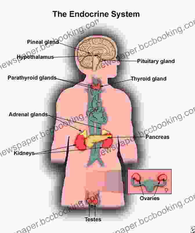 Illustration Of The Human Endocrine System With Labeled Glands And Hormones An Introductory Guide To Anatomy Physiology