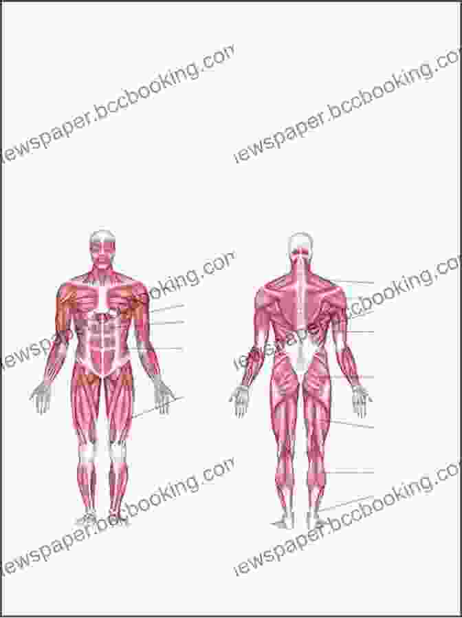 Illustration Of The Human Muscular System With Labeled Muscle Groups An Introductory Guide To Anatomy Physiology