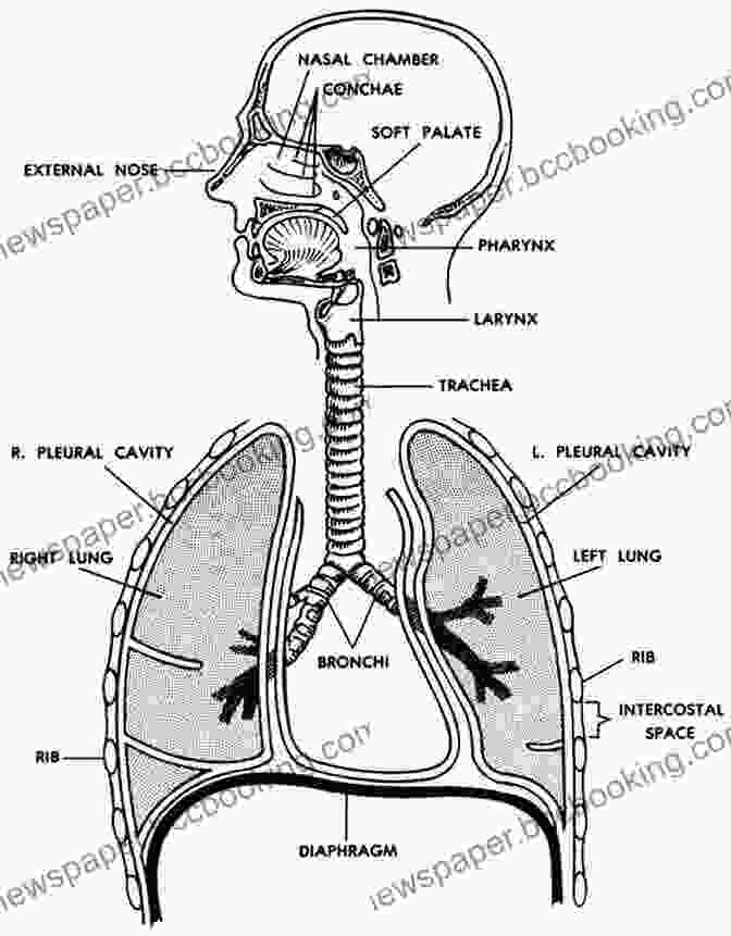 Illustration Of The Human Respiratory System With Labeled Lungs, Airways, And Diaphragm An Introductory Guide To Anatomy Physiology