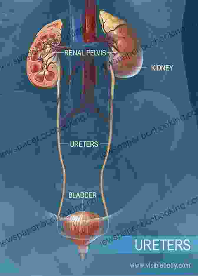 Illustration Of The Human Urinary System With Labeled Kidneys, Ureters, Bladder, And Urethra An Introductory Guide To Anatomy Physiology