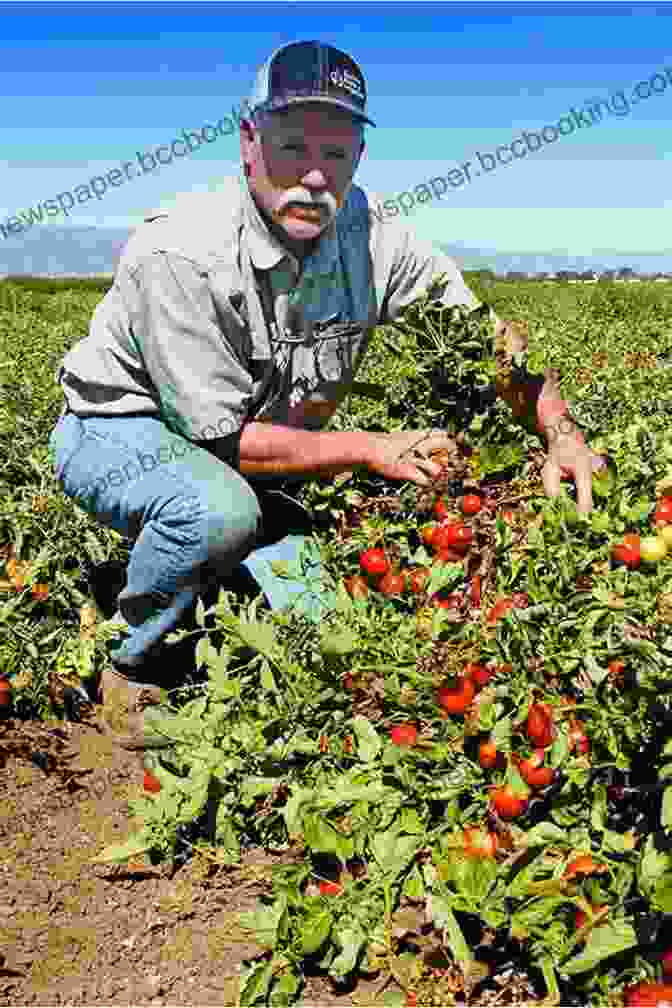 John Picking Tomatoes At A California Farm Dishwasher: One Man S Quest To Wash Dishes In All Fifty States (P S )
