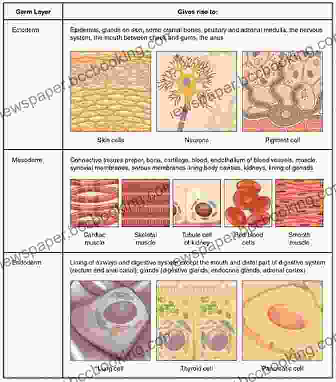 Microscopic Structures Of Cells And Various Types Of Tissues In The Human Body An Introductory Guide To Anatomy Physiology