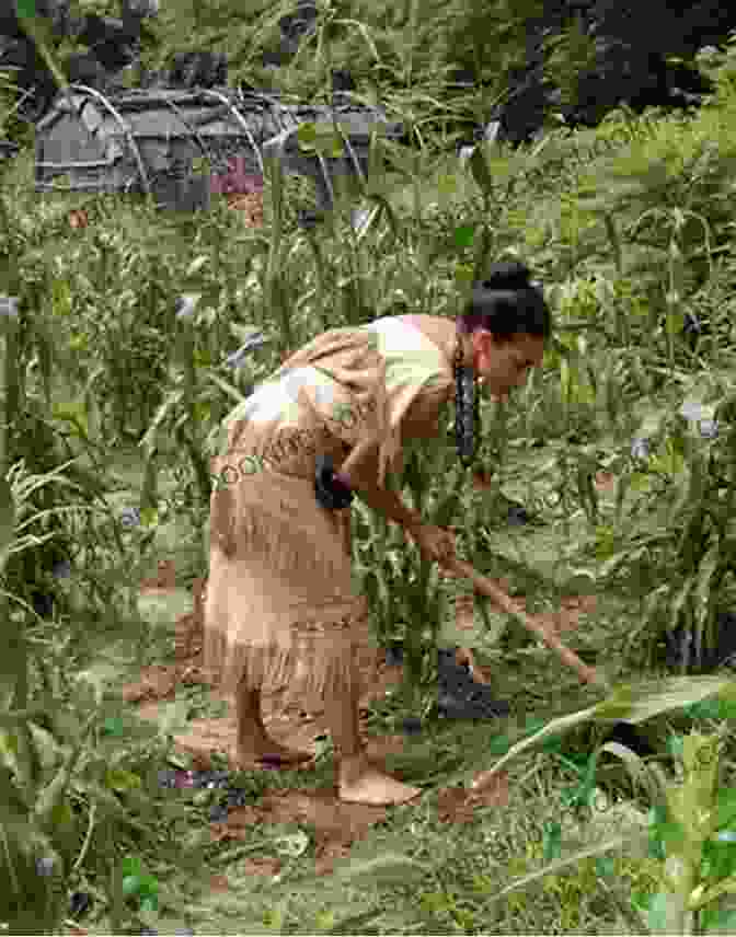 Native American Woman Planting Corn, A Sustainable Land Stewardship Practice Tending The Wild: Native American Knowledge And The Management Of California S Natural Resources