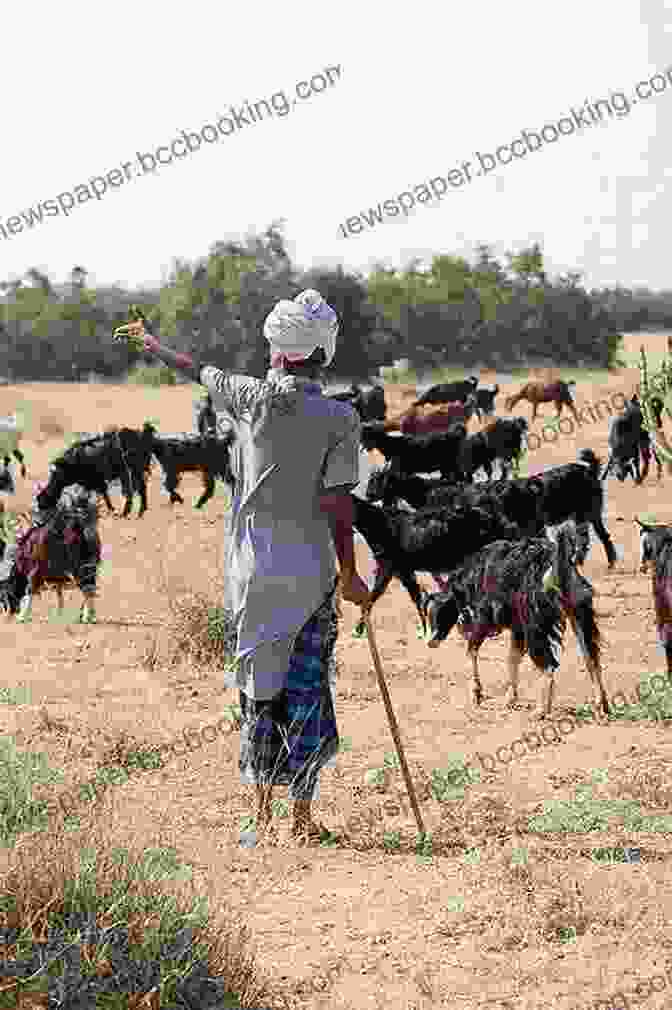 Somali Herder Tending To His Flock BACK TO MOGADISHU: Memoirs Of A Somali Herder