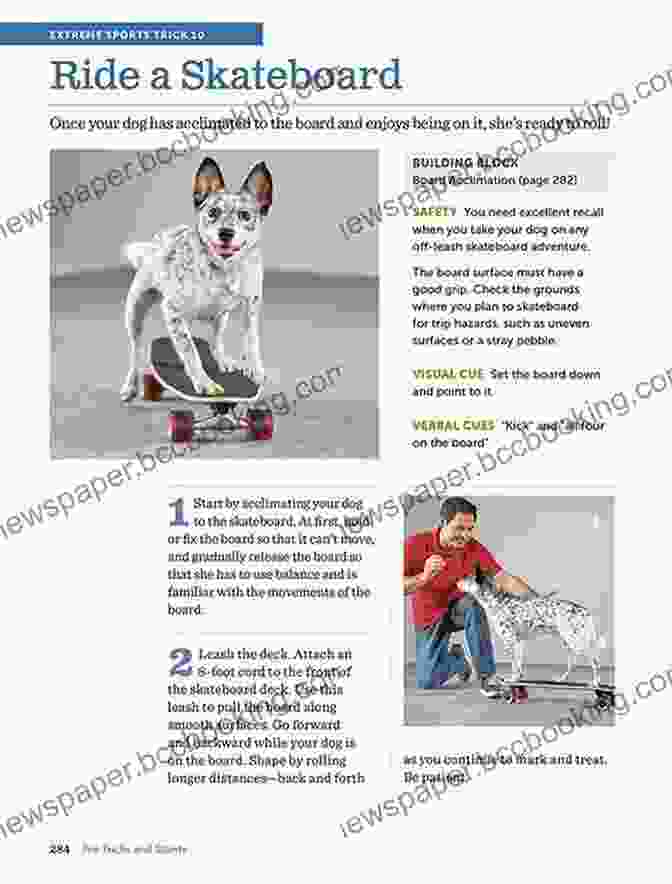 Step By Step Guide To 118 Amazing Tricks And Stunts Book Cover The Big Of Tricks For The Best Dog Ever: A Step By Step Guide To 118 Amazing Tricks And Stunts