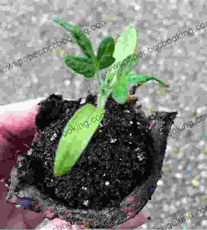 Transplanting Healthy Pawpaw Seedlings Into Larger Containers FOR THE LOVE OF PAWPAWS: A Mini Manual For Growing And Caring For Pawpaws From Seed To Table