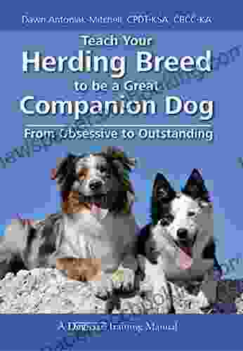 Teach Your Herding Breed To Be A Great Companion Dog From Obsessive To Outstanding